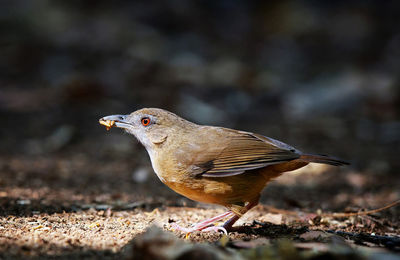 Close-up of bird perching on field