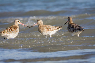 Close-up of birds in sea