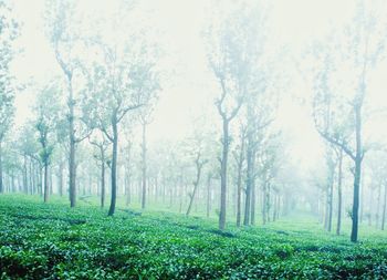 Trees in forest