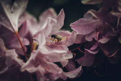 Close-up of bee pollinating flower