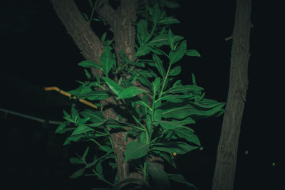 Close-up of plants at night