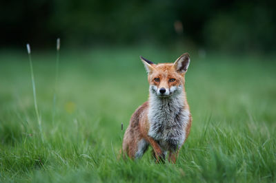 Portrait of fox on grassy field