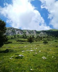 Scenic view of field against sky