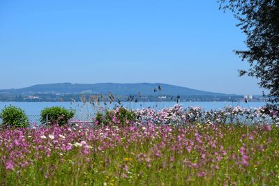 Scenic view of sea against clear blue sky