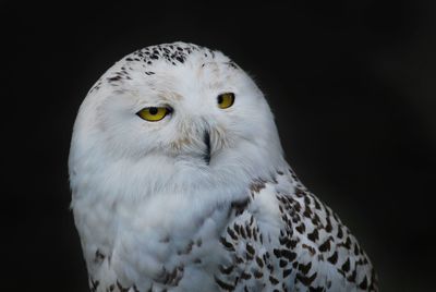 Close-up portrait of eagle
