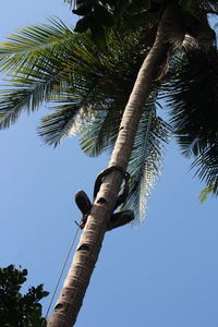 Low angle view of coconut palm tree against sky