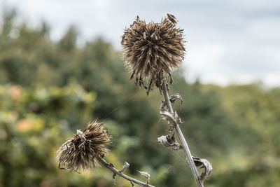 Close-up of thistle flower