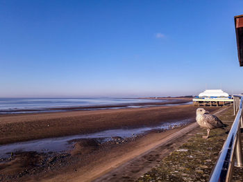 Scenic view of beach against clear blue sky