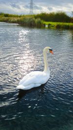 Swan swimming in lake