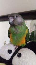 Close-up of parrot perching at home