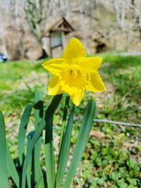 Close-up of yellow daffodil blooming on field