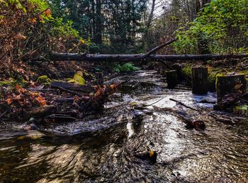 Trees growing in forest by river