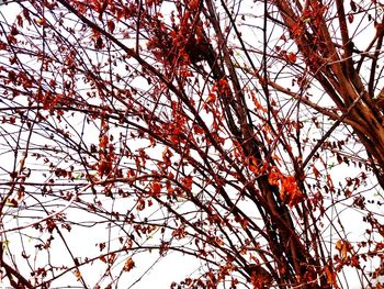 Low angle view of flowering plant against sky