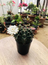 Potted plants on table