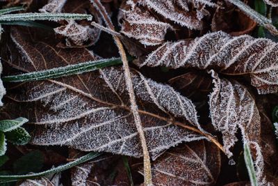 Close-up of frozen dry leaves