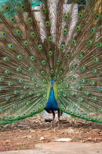 Full length of a peacock