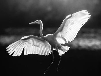 Close-up of white bird