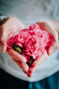 Close-up of hand holding pink rose