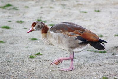 Close-up of duck on field