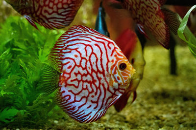 Close-up of fish in sea