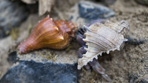 Close-up of seashell on rock