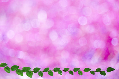 Close-up of multi colored plant
