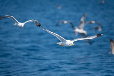 Seagulls flying over sea