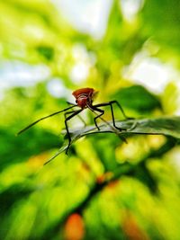 Close-up of insect on leaf