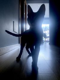 Full length of cat standing on floor at home