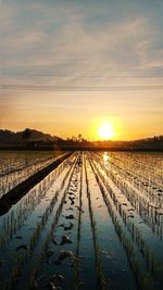 Scenic view of agricultural field against sky during sunset