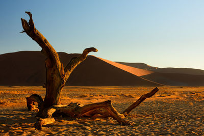 Lizard on sand against clear sky during sunset