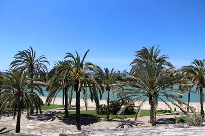 Palm trees against clear blue sky