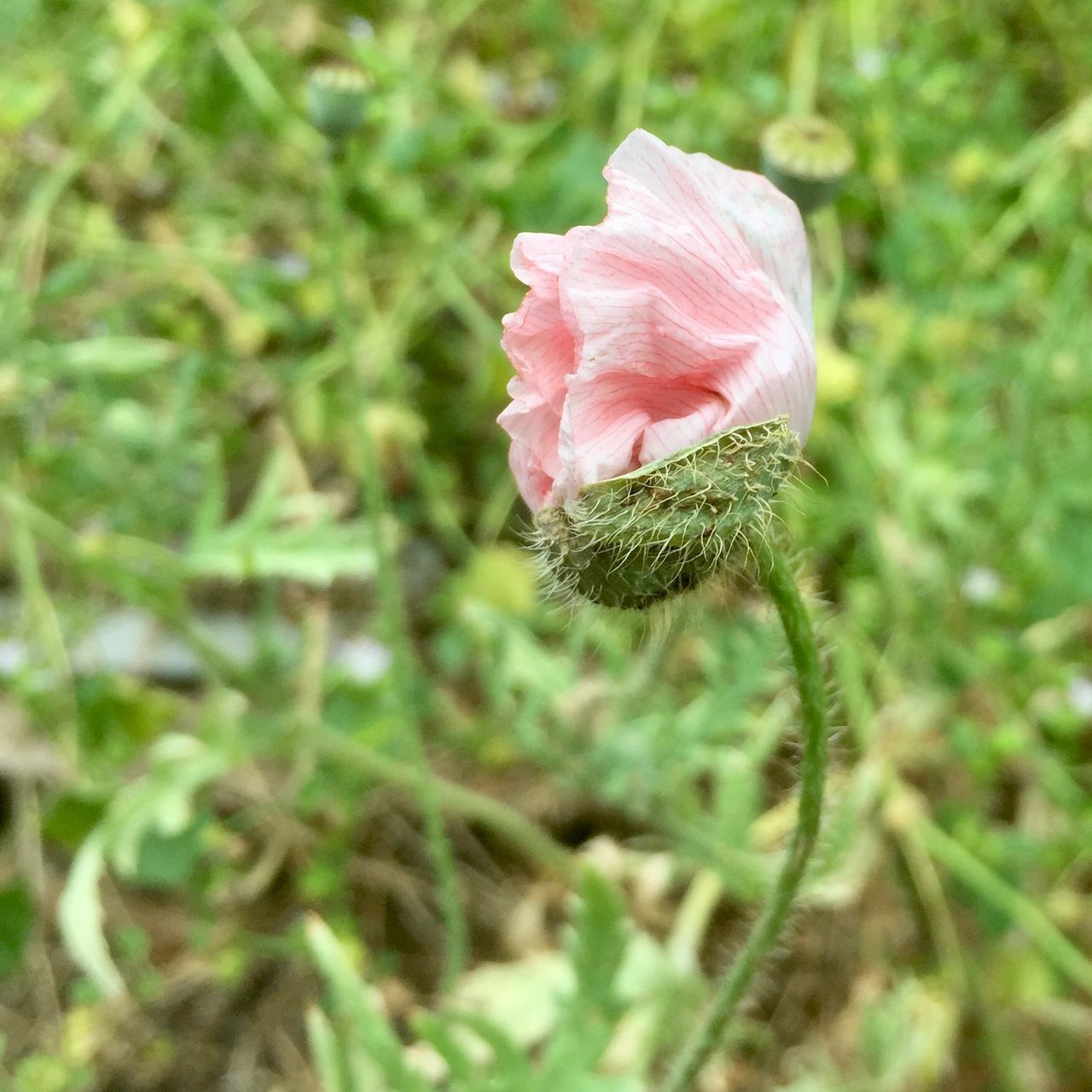 CLOSE-UP OF FRESH PINK FLOWER