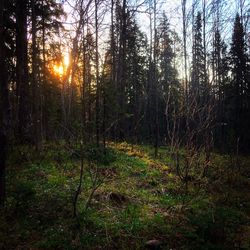 Trees in forest during sunset