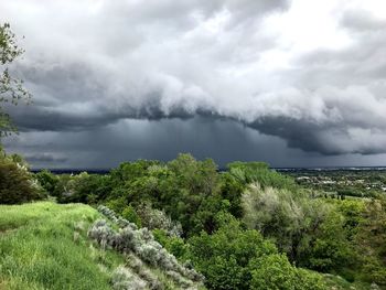 Plants growing on land against sky