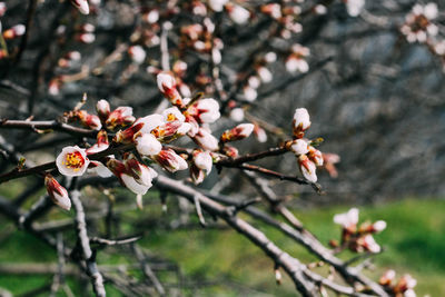 Close-up of cherry blossom tree