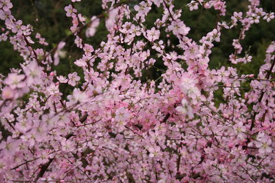 Pink flowers blooming at park