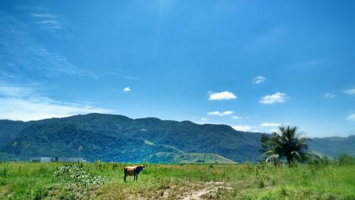 Scenic view of field and mountains against blue sky