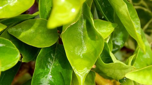 Close-up of raindrops on leaves