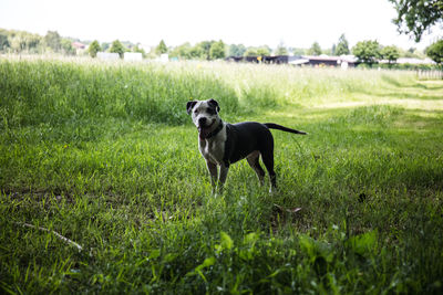 Dog standing on field