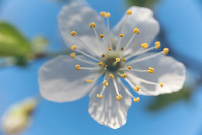 Close-up of white flowering plant