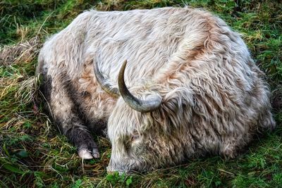 Highland cattle in a field