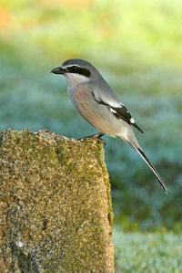 Close-up of bird perching on rock