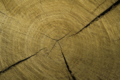 Full frame shot of tree stump