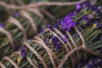 Close-up of purple flowering plant