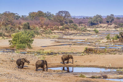 High angle view of elephants on land against clear sky