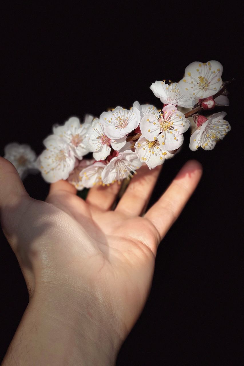 CLOSE-UP OF WOMAN HAND HOLDING CHERRY BLOSSOM