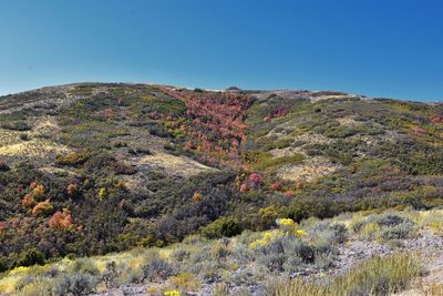 Hiking trails oquirrh wasatch rocky mountains utah forest views yellow fork rose canyon salt lake.