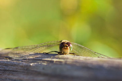 Close-up of insect on wooden table