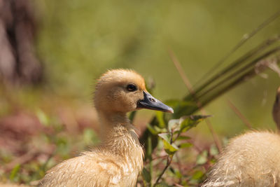 Close-up of a bird